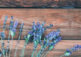 bluebonnets