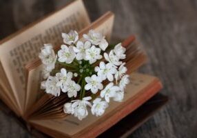 book, blossom, bloom