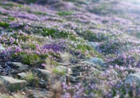 common heather, calluna, snezka-6581569.jpg