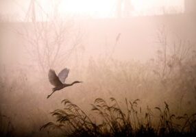 egret, flying, fog