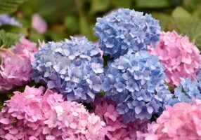 flowers, blue, pink