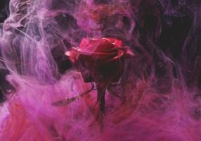 rose, red, smoke