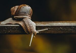 snail, gastropod, mollusc-7253351.jpg