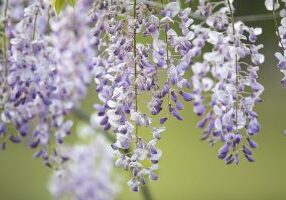 spring, outdoors, flowers-7181766.jpg